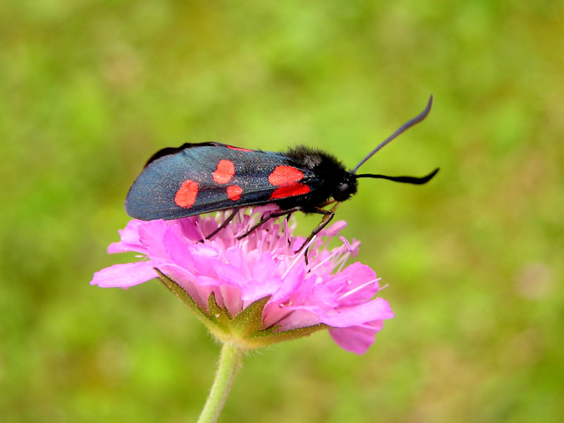 Zygaenidae